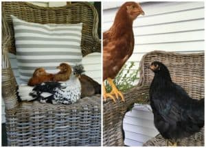 Raising Chickens | Rooms FOR Rent Blog