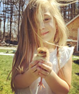 Baby Chickens | Rooms FOR Rent Blog