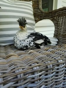 Raising Chickens | Rooms FOR Rent Blog
