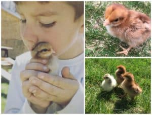 We Got Chickens | Rooms FOR Rent Blog