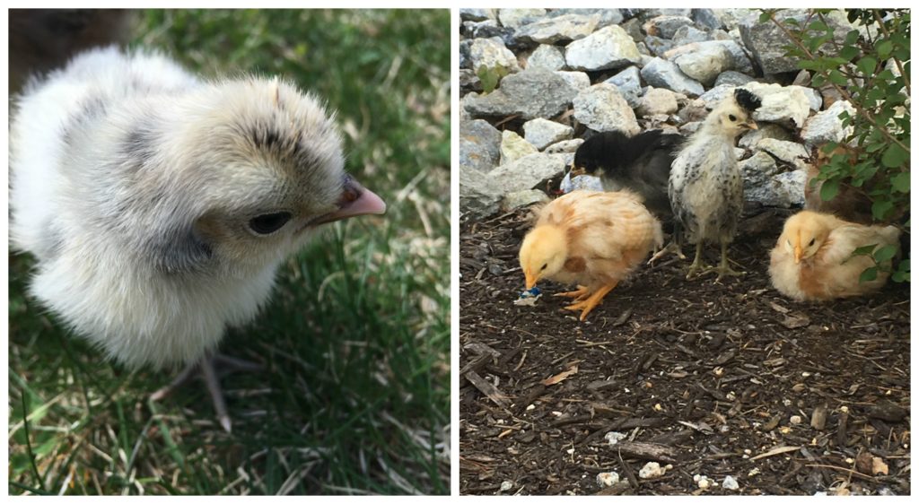 Baby Chickens | Rooms FOR Rent Blog
