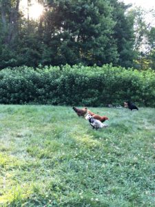 Raising Chickens | Rooms FOR Rent Blog