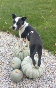 We Got a Puppy | Rooms FOR Rent Blog