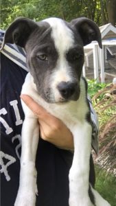 We Got a Puppy | Rooms FOR Rent Blog