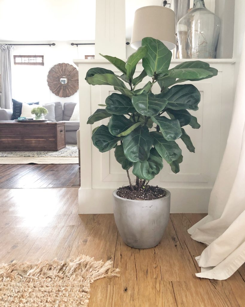 Let's Talk Plants | Rooms FOR Rent Blog