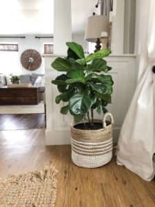 Let's Talk Plants | Rooms FOR Rent Blog