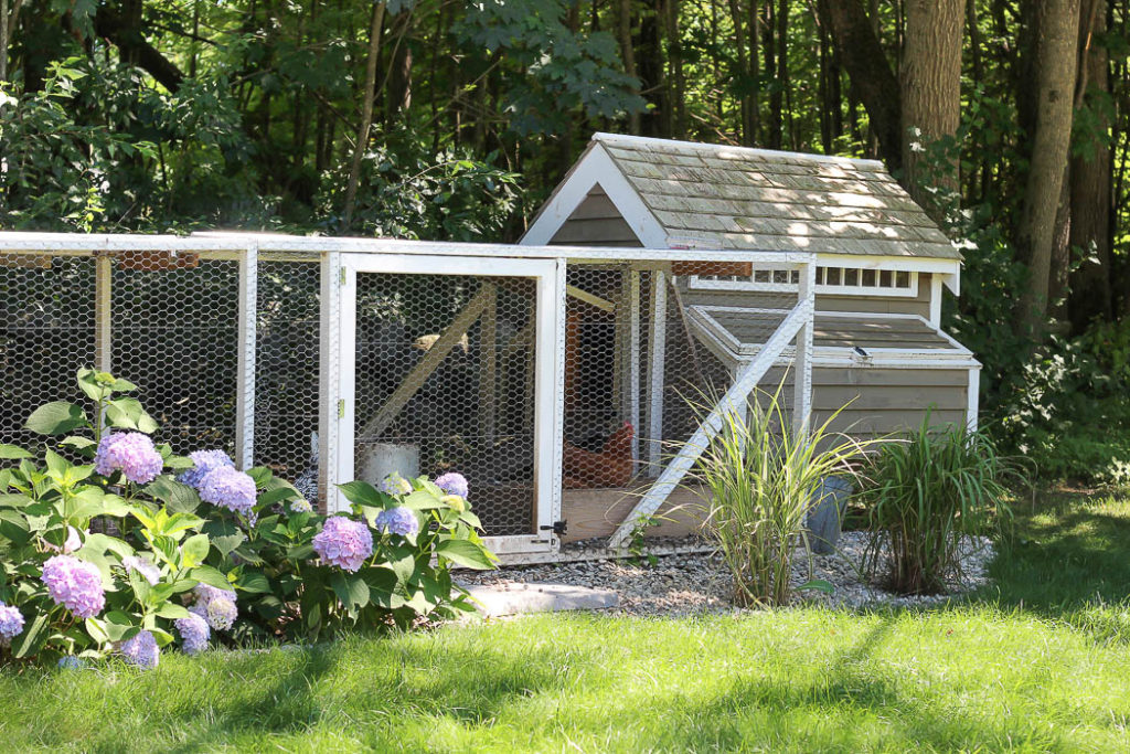 Our Chicken Coop | Rooms FOR Rent Blog