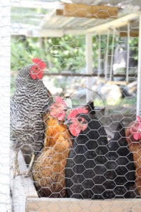 Our Chicken Coop | Rooms FOR Rent Blog