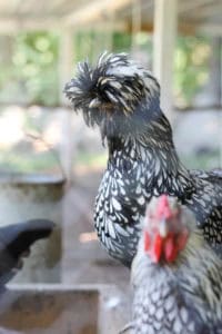 Our Chicken Coop | Rooms FOR Rent Blog