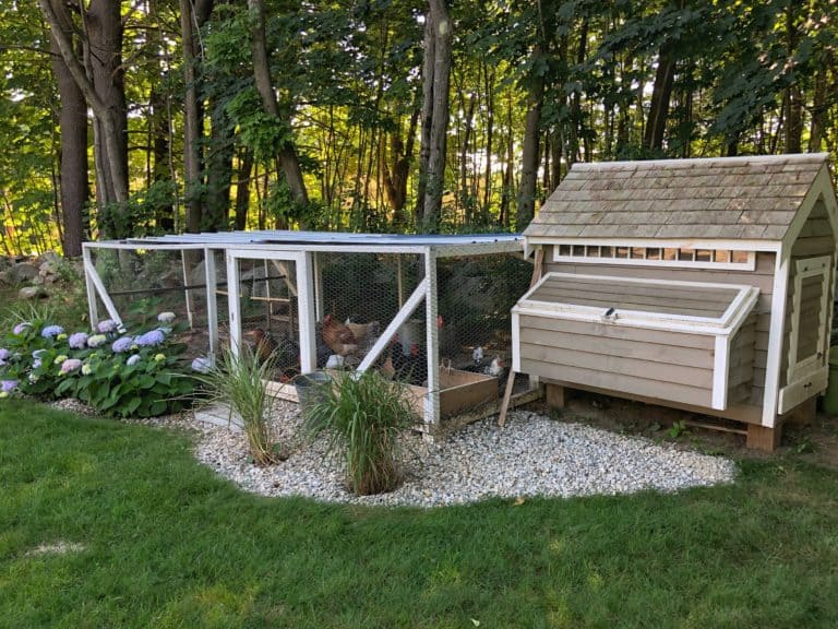 Our Chicken Coop - Rooms For Rent Blog