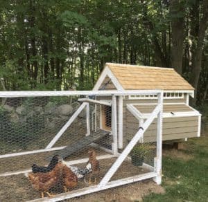 Our Chicken Coop | Rooms FOR Rent Blog