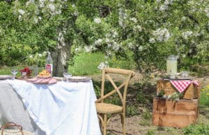 Picnic in an Apple Orchard | Rooms FOR Rent Blog