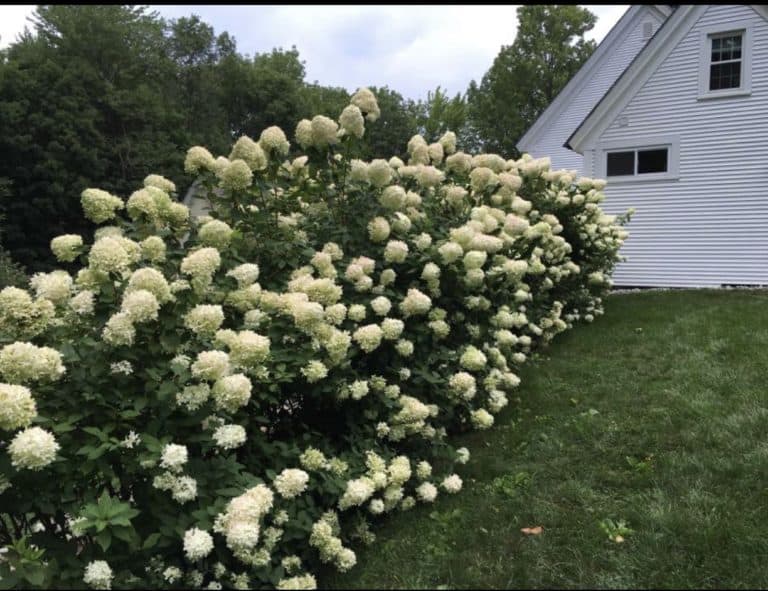 Limelight Hydrangeas | Gardening 101 - Rooms For Rent blog