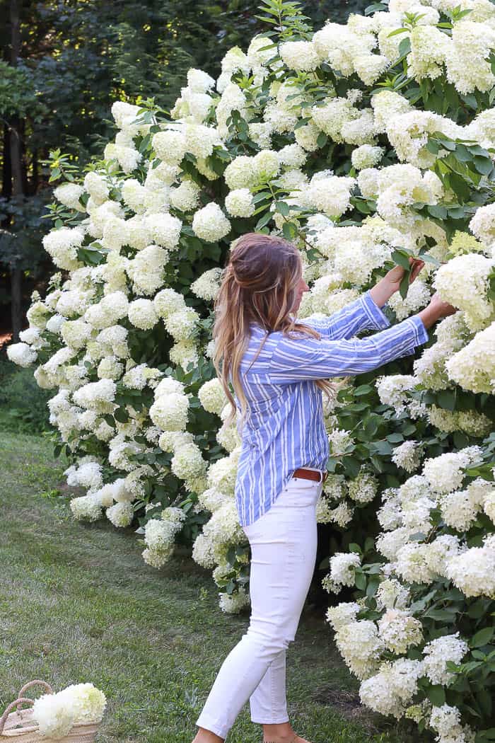 Image of Row of hydrangea bushes in nursery