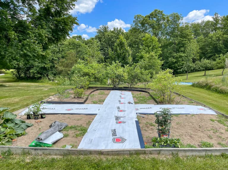 Raised Blueberry Bush Garden Bed Rooms For Rent blog