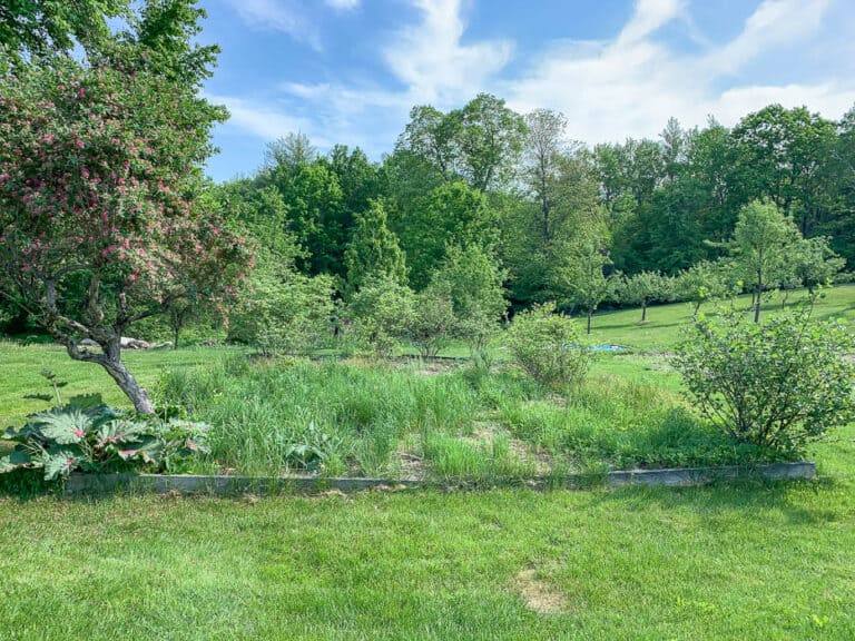 Raised Blueberry Bush Garden Bed Rooms For Rent blog