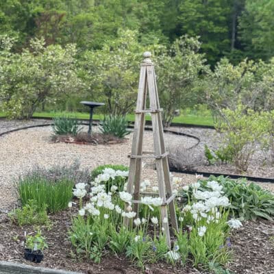 Favorite Spring Bulbs for My Garden