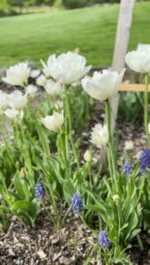 How to Plant Spring Bulbs