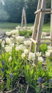 How to Plant Spring Bulbs