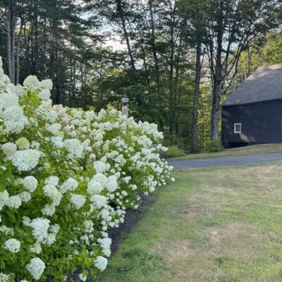 Everything You Need to Know About Limelight Hydrangeas: Answers to Your Most Asked Questions